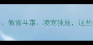 梅花成语全苦寒成香傲雪斗霜凌寒独放这些经典如何运用于生活