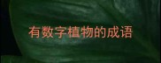 有数字植物的成语