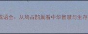 鸠字成语全从鸠占鹊巢看中华智慧与生存哲学