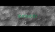 壁虎的成语