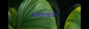 示范的成语