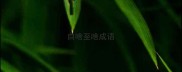 自啥至啥成语