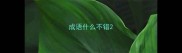 成语什么不错