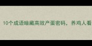 蛋鸡养殖必看10个成语暗藏高效产蛋密码养鸡人看完直呼内行