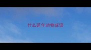 什么延年动物成语