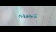 荷花的成语